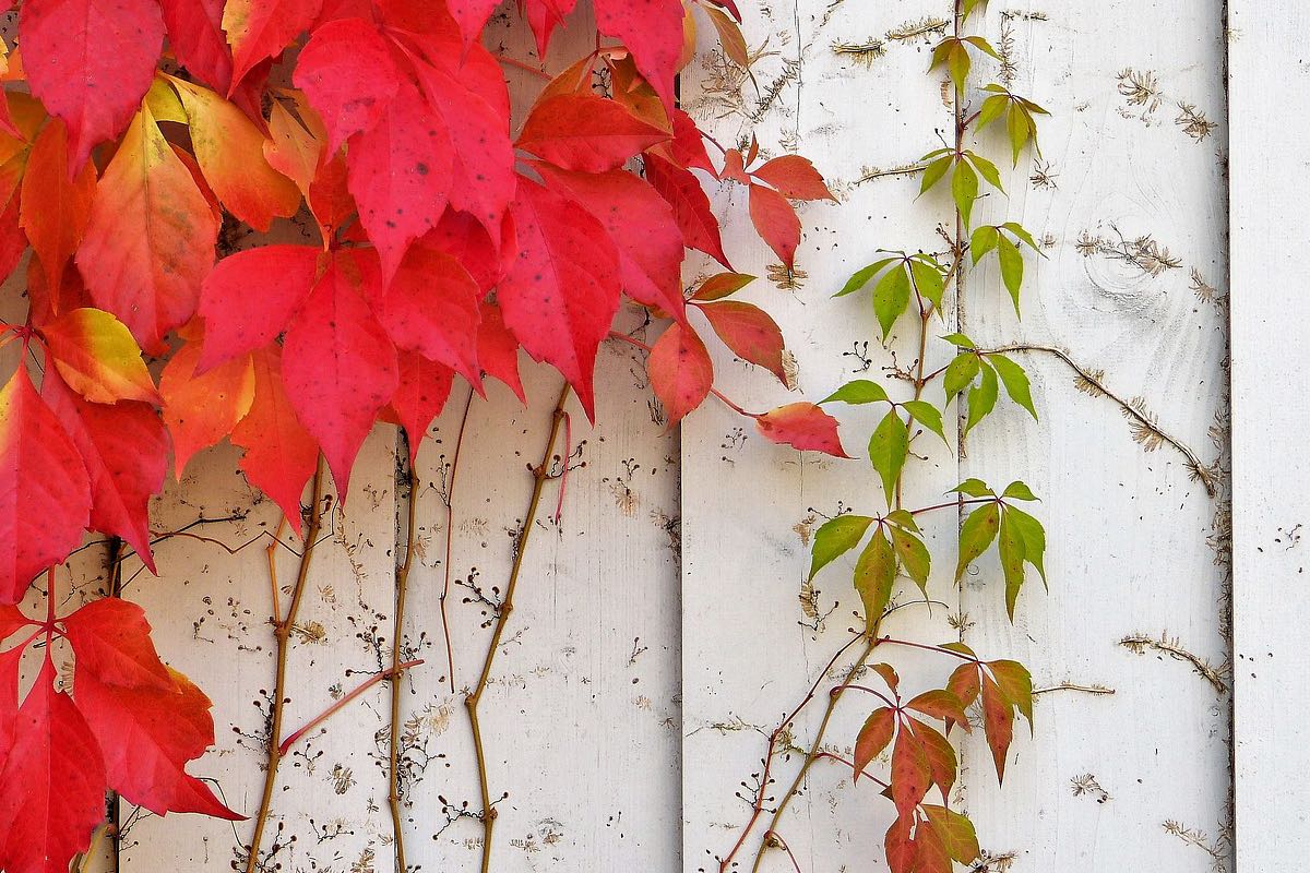Afbeelding van je resultaat