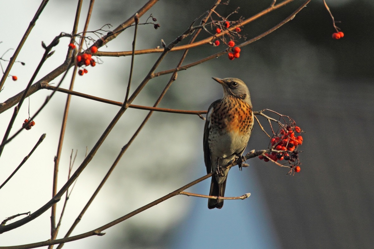 Afbeelding van je resultaat
